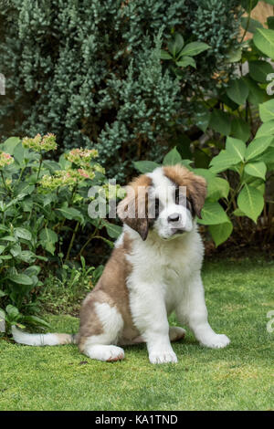 Portrait de trois mois chiot saint Bernard 'mauna kea' dans sa cour à Renton, Washington, USA Banque D'Images