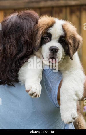 Woman holding her trois mois chiot Saint Bernard 'Mauna Kea' par-dessus son épaule, dans la région de Renton, Washington, USA Banque D'Images