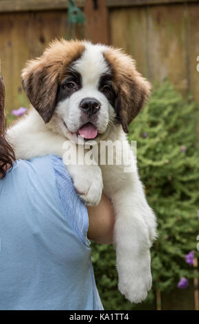 Woman holding her trois mois chiot Saint Bernard 'Mauna Kea' par-dessus son épaule, dans la région de Renton, Washington, USA Banque D'Images