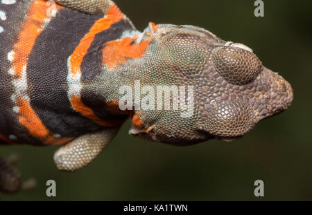 Une femelle adulte de Dickerson's Collared Lizard (Crotaphytus dickersonae) de Sonora, Mexique. Banque D'Images