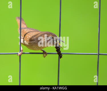 Troglodyte familier (Troglodytes aedon) assis sur un grillage de manger une chenille avec un fond d'herbe verte. Banque D'Images