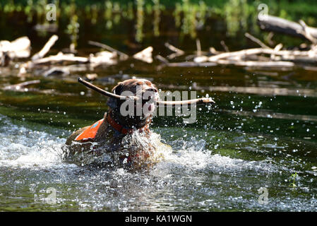 Chiot labrador chocolat avec enthousiasme l'extraction d'un stick dans un étang aux projections d'eau dans toutes les directions. Banque D'Images