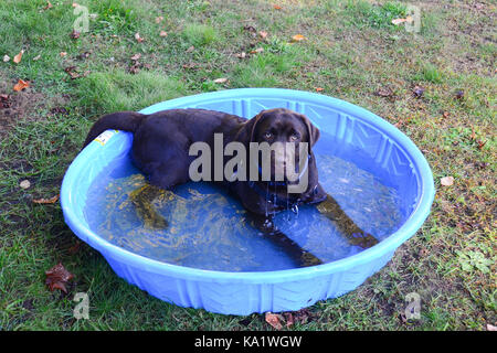Jeune chiot labrador chocolat de se rafraîchir dans une petite piscine. Banque D'Images