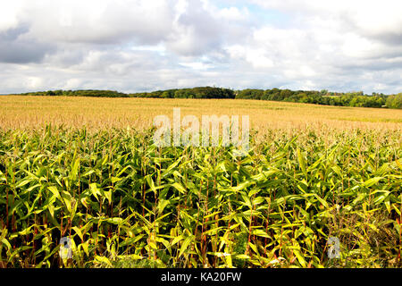 Grand champ de maïs jaune et vert avec du maïs mûr sur un jour nuageux en automne. Banque D'Images