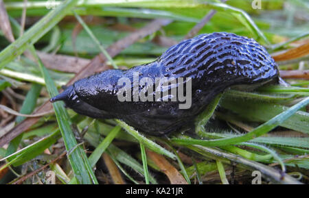 Un jardin commun est la limace limace noire - Arion ater - un grand oiseaux souvent vue dans les jardins et sur les pelouses après la pluie. Banque D'Images