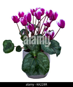 Cyclamen rose et blanc avec de nombreuses plantes de fleurs isolé sur fond blanc Banque D'Images