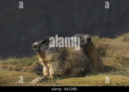 Marmotte, marmotte alpine, Marmota marmota, Murmeltier / Alpine / Marmot Marmota marmota Banque D'Images