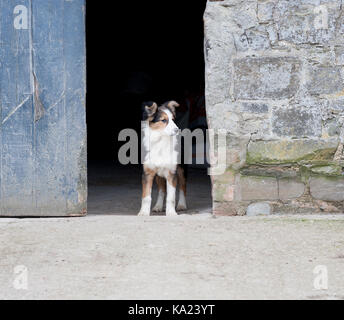 Chiot de berger dans une ferme porte, Pays de Galles, Royaume-Uni Banque D'Images