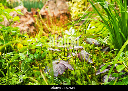 Différentes plantes vertes sur un parterre de fleurs, close-up Banque D'Images