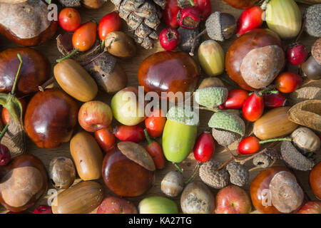 Collection de petits fruits d'automne, fruits, noix, pommes de pin et conkers dans un motif Banque D'Images