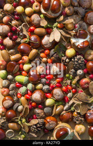 Collection de petits fruits d'automne, fruits, noix, pommes de pin et conkers dans un motif Banque D'Images