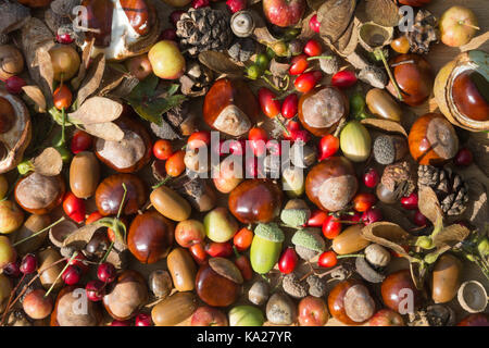 Collection de petits fruits d'automne, fruits, noix, pommes de pin et conkers dans un motif Banque D'Images