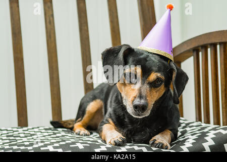 A cute dachshund à un party animal soirée à thème. Banque D'Images