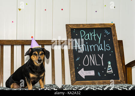 A cute dachshund à un party animal soirée à thème. Banque D'Images