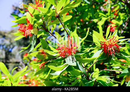 Les fleurs rouges de Embothrium coccinea (Firebush chilien) par une belle journée ensoleillée Banque D'Images