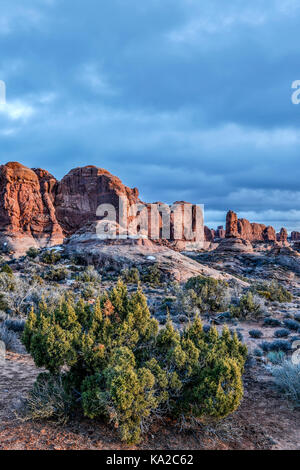 Des formations de roche de grès et d'arbustes, jardin d'Eden, Arches National Park, Moab, Utah USA Banque D'Images
