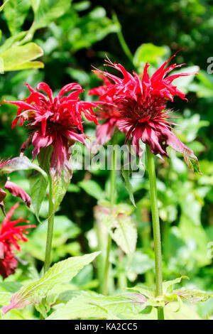 Fleurs rouge écarlate de Monarda didyma (Monardes) Banque D'Images