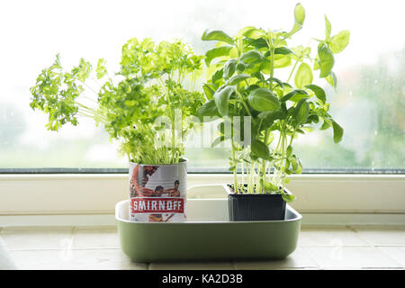 De plus en plus persil et basilic en pot sur la fenêtre de cuisine Banque D'Images