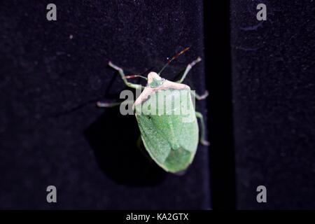 Palomena prasina, verde insecto Banque D'Images