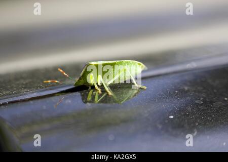Palomena prasina, verde insecto Banque D'Images