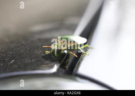 Palomena prasina, verde insecto Banque D'Images
