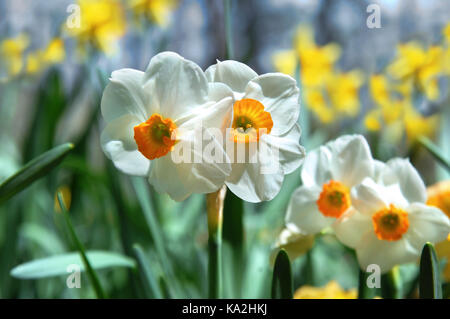 Deux jonquilles fleurissent au printemps soleil entouré d'un jardin plein de fleurs jaunes et blanches. Banque D'Images