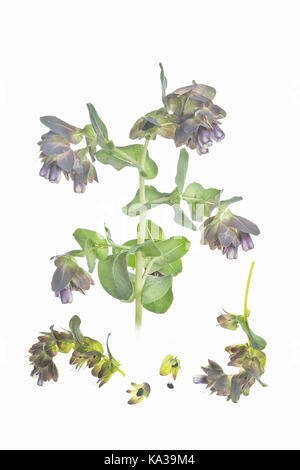 Cerinthe major honeywort Banque D'Images