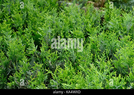 Couverture verte de thuja, bush arbres (cyprès, genévrier). green thuja branches d'arbre et les feuilles comme fond naturel. la texture. Les feuilles des arbres de pin Banque D'Images