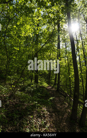 Un sentier étroit à flanc de colline dans une épaisse forêt de feuillus baignée de soleil Banque D'Images