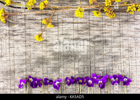 Floraison jaune branches de cornouiller et de violettes petite forêt bordée d'affilée sur l'ancienne carte grise dans les craquelures. Copiez l'espace. L'espace libre pour le texte, à proximité- Banque D'Images