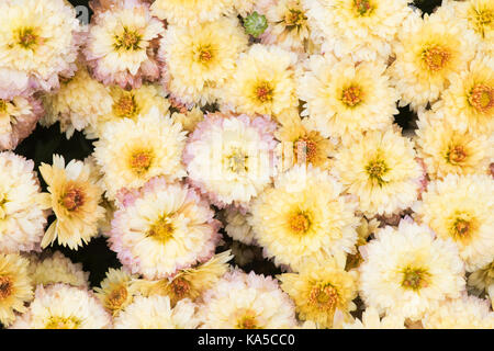 Popcorn prelude chrysanthème fleurs. UK. Poppins Série de chrysanthèmes patio nain Banque D'Images