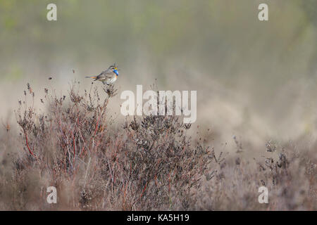 White-spotted gorgebleue / blaukehlchen ( Luscinia svecica ) chantant sa chanson, assis dans la bruyère, la faune, l'Europe. Banque D'Images