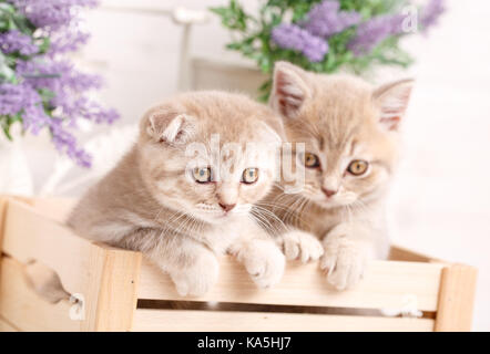 Peu rouge Scottish Fold chatons jouant dans un coffret en bois Banque D'Images