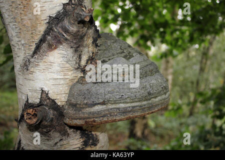 Hoof alias Champignon Champignon Fomes fomentarius faux Amadou Banque D'Images