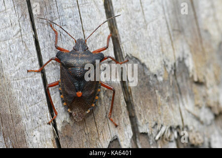 Red-legged Shieldbug Bug Pentatoma rufipes Forêt a.k.a. Banque D'Images