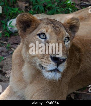 Les animaux rares de la planète. lions. closeup portrait de lionne asiatique rare dans le parc national nayyar barrage, Kerala, Inde Banque D'Images