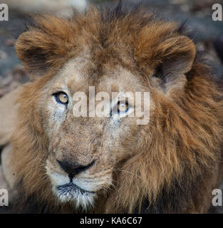 Les animaux rares de la planète. félins. closeup portrait of rare red lion asiatique dans le parc national nayyar barrage, Kerala, Inde Banque D'Images