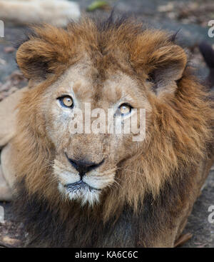 Les animaux rares de la planète. félins. closeup portrait of rare red lion asiatique dans le parc national nayyar barrage, Kerala, Inde Banque D'Images