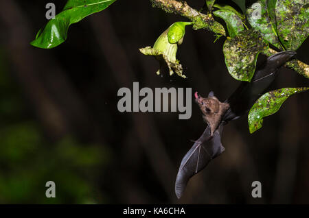 Geoffroy's bat sans queue, anoura geoffroyi, volant et de coller sa langue hors de sucer nektar à partir d'une fleur au Costa Rica rainforest, Laguna del lagart Banque D'Images