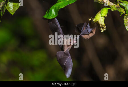 Geoffroy's bat sans queue, anoura geoffroyi, suçant nektar à partir d'une fleur et un autre vol en direction de la fleur est et essayer de le mordre à la jambe, dans Banque D'Images