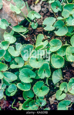 Plante centella asiatica Asie Inde - 258978 stp Banque D'Images