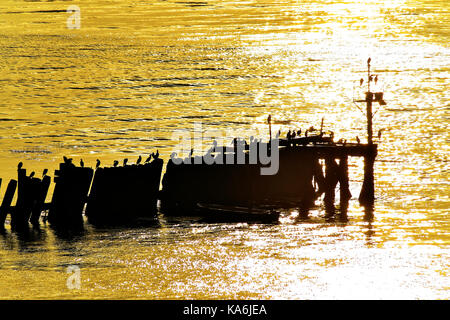 Les cormorans se reposant sur l'ancienne jetée North Shields après un lever du soleil d'or Banque D'Images