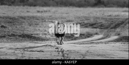 L'homme prédateur rôde : Mara lion (Panthera leo) avec des yeux blessés intentionnellement à marcher en direction de la caméra, dans la lumière du matin, Masai Mara, Kenya Banque D'Images