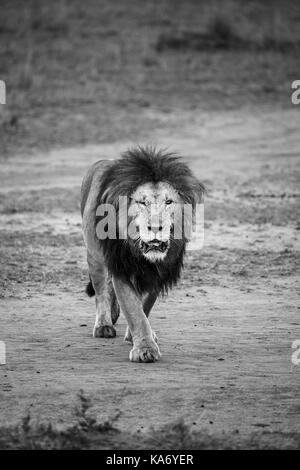 L'homme adulte Mara lion (Panthera leo) avec des yeux blessés intentionnellement promenades vers l'appareil photo, dans la lumière du matin, Masai Mara, Kenya Banque D'Images