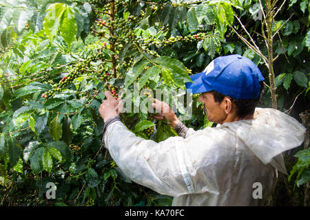 Cueilleur de café ou cafetero dans la pluie à l'Hacienda Venecia Ferme de café, Manizales, Colombie Banque D'Images