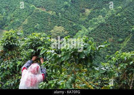 Cueilleur de café ou cafetero dans la pluie à l'Hacienda Venecia Ferme de café, Manizales, Colombie Banque D'Images