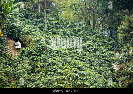 L'exercice de sélection de fèves provenant du domaine, ferme de café Hacienda Venecia, Manizales, Colombie Banque D'Images