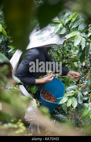 Cueilleur de café ou cafetero dans la pluie à l'Hacienda Venecia Ferme de café, Manizales, Colombie Banque D'Images