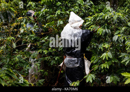 Cueilleur de café ou cafetero dans la pluie à l'Hacienda Venecia Ferme de café, Manizales, Colombie Banque D'Images