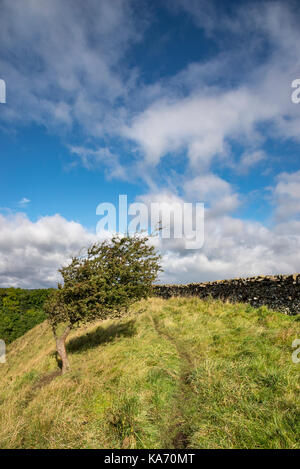 Aubépine soufflées par arbre sur le bord de la colline à whitcliff cicatrice, Richmond, Yorkshire, Angleterre. Banque D'Images